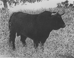 70 toro-4